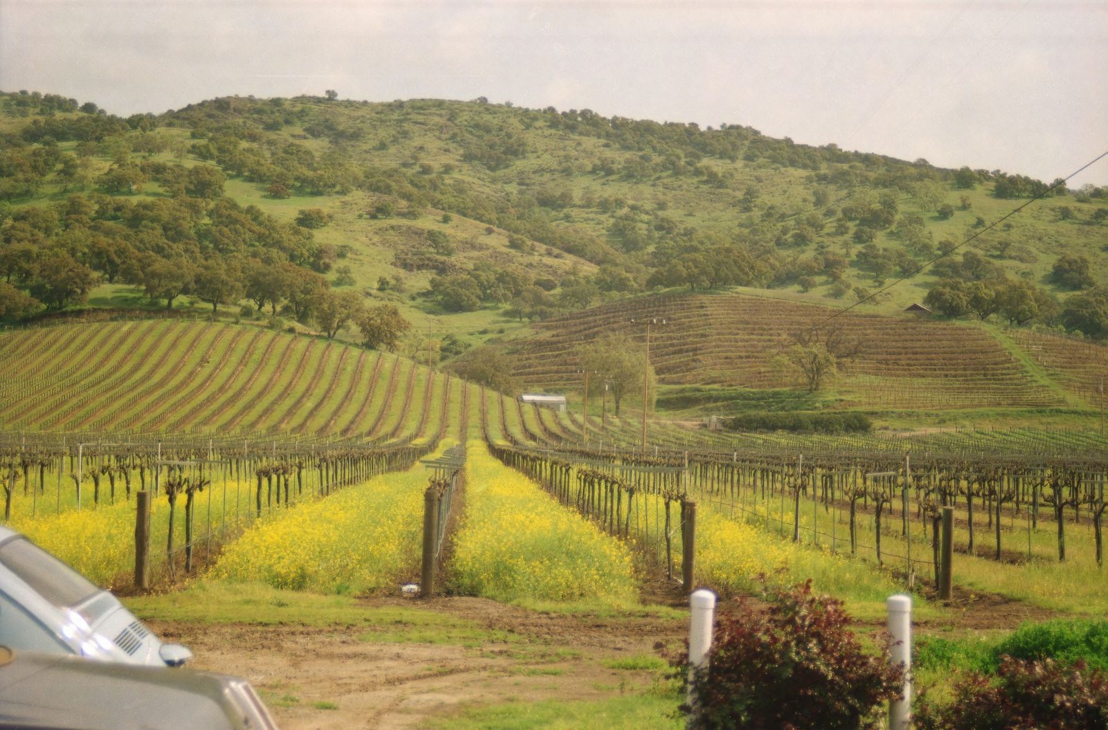 Sonoma Valley