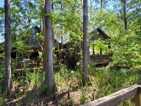 Palmettos On The Bayou