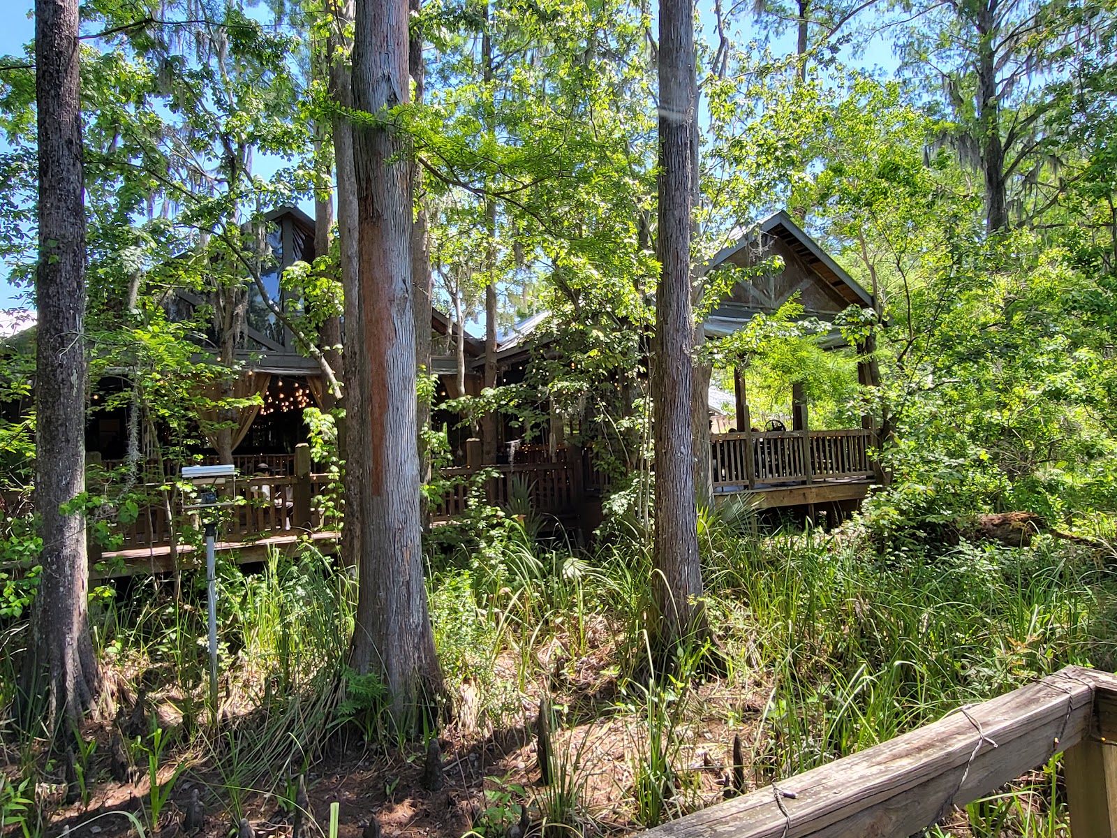 Palmettos On The Bayou